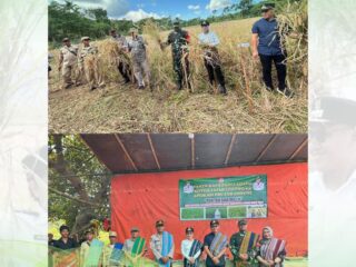Bupati dan Wakil Bupati SBD Hadiri Panen Raya Padi Ladang Sistem Jajar Legowo 6:1 di Desa Lua Koba