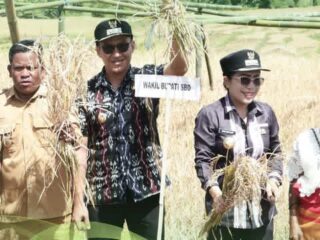 Bupati dan Wakil Bupati SBD Hadiri Panen Raya Padi Sieran dan Pengukuhan Kelompok Tani di Kalimbu Tillu