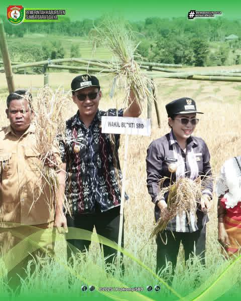 Bupati dan Wakil Bupati SBD Hadiri Panen Raya Padi Sieran dan Pengukuhan Kelompok Tani di Kalimbu Tillu