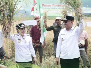 Bupati dan Wakil Bupati SBD Hadiri Panen Perdana Padi Sawah di Wewewa Timur