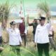 Bupati dan Wakil Bupati SBD Hadiri Panen Perdana Padi Sawah di Wewewa Timur