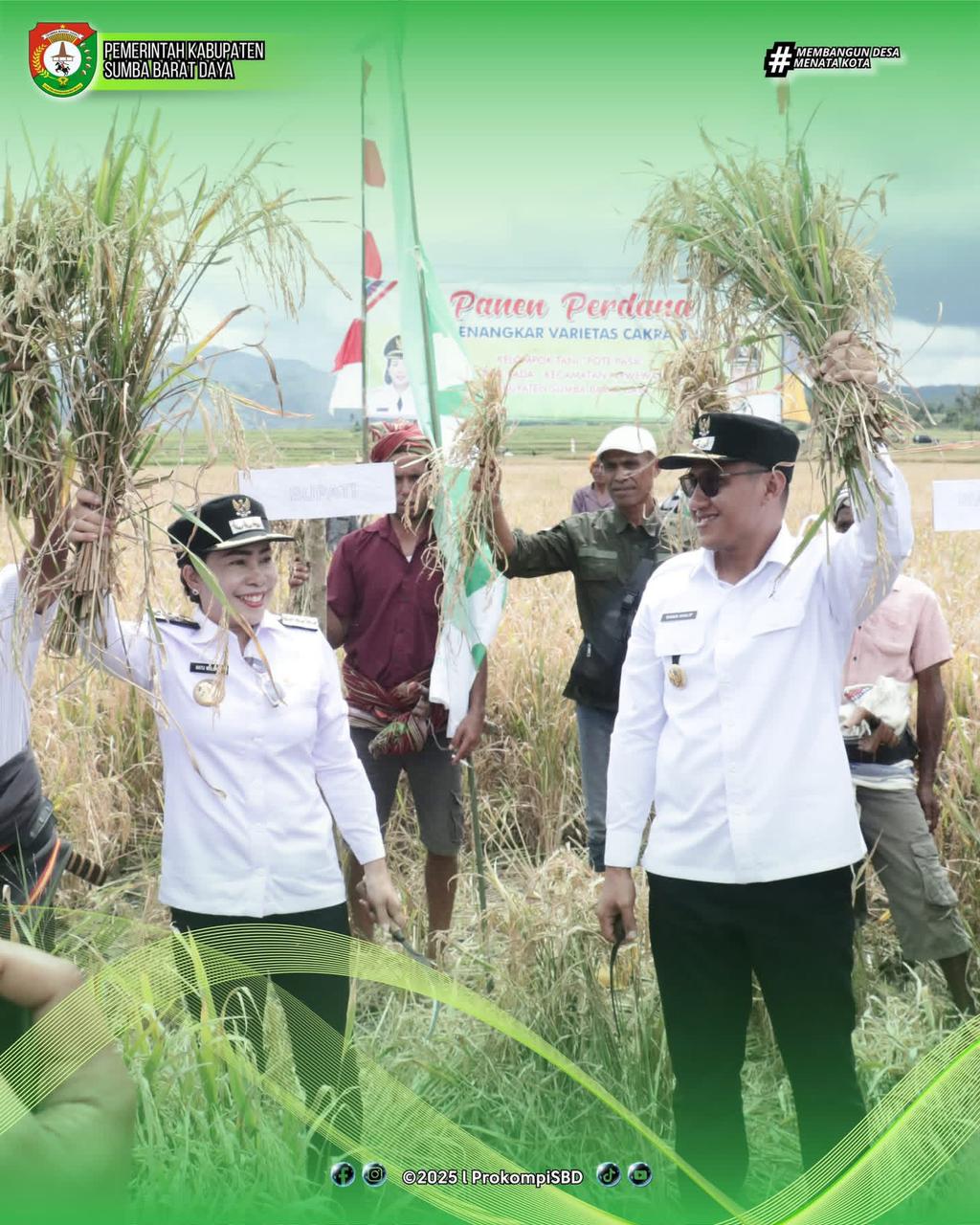 Bupati dan Wakil Bupati SBD Hadiri Panen Perdana Padi Sawah di Wewewa Timur